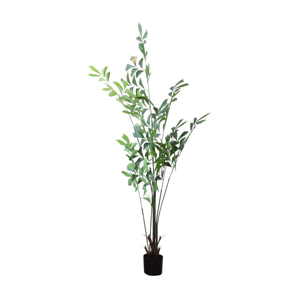 PLANTA DECORATIVA HADASS