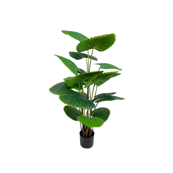 PLANTA DECORATIVA PALMA LICUALA