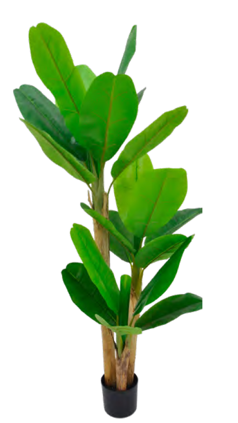 ARBOL DECORATIVO PLATANO