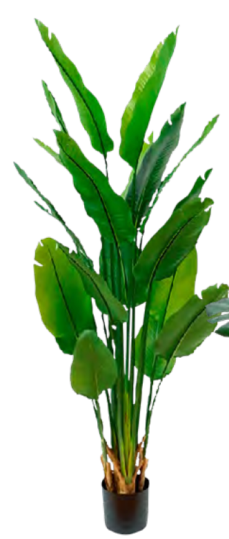 PLANTA DECORATIVA NICOLAI